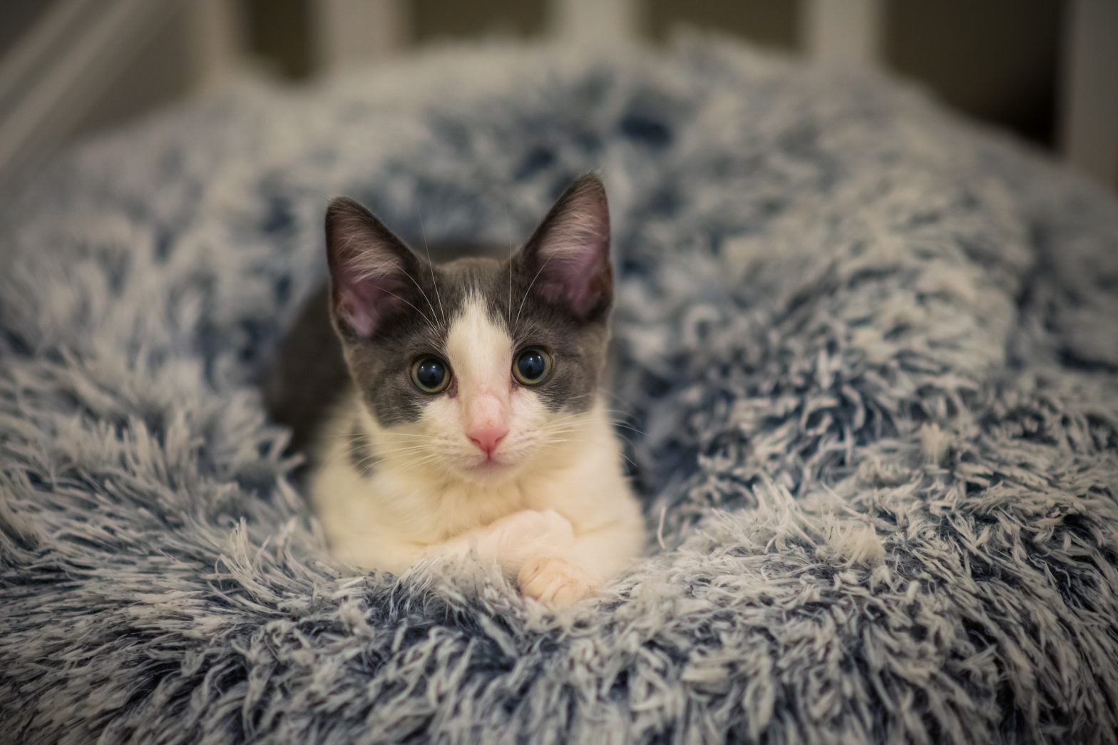 Charlotte as a kitten